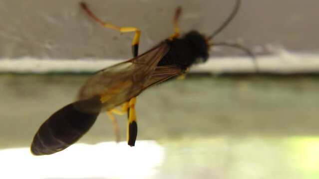 Close-up of a striped mud wasp