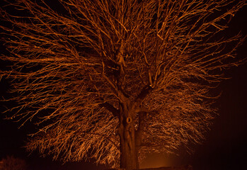 Close-up tree in backlit of night illuminating.