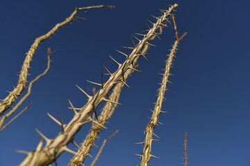 Cactus against sky 
