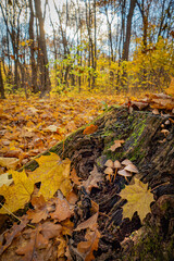 Stump with mushrooms in the autumn forest