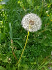 White fluffy dandelion in a green field