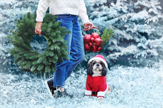 Close-up picture of woman's legs and a dog against winter trees