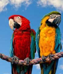 Blue and yellow macaw and a Scarlet macaw
