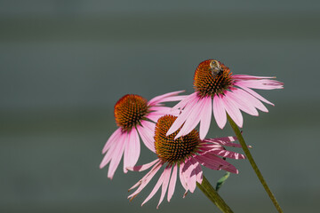 Echinacea Purpurea  purple Coneflower  Angustifolia