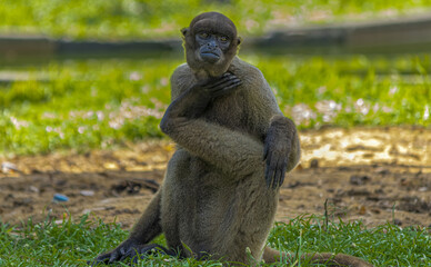baboon sitting on the ground