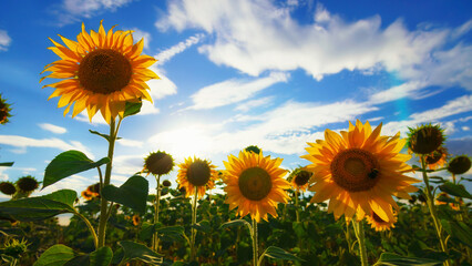 Obraz premium sunflower agriculture field and blue sky, beautiful nature, summer landscape and bright sun