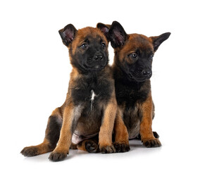 puppies malinois in studio