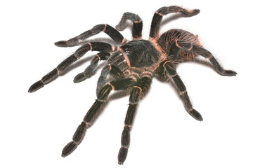 Closeup of a female of the Brazilian salmon pink bird-eating tarantula Lasiodora parahybana (Araneae: Theraphosidae), a common pet spider photographed on white background. 