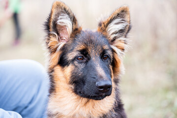 Close-up of young german shepherd dog.