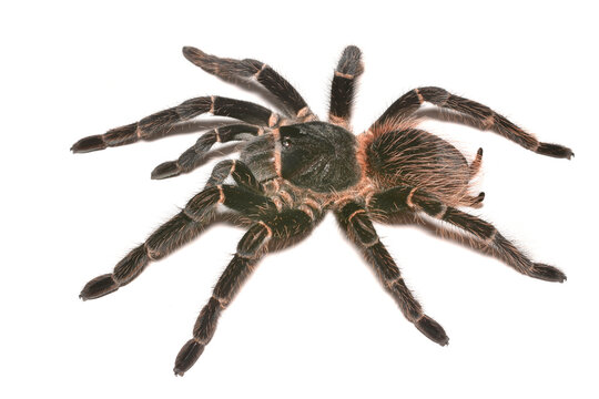 Closeup of a female of the Brazilian salmon pink bird-eating tarantula Lasiodora parahybana (Araneae: Theraphosidae), a common pet spider photographed on white background. 