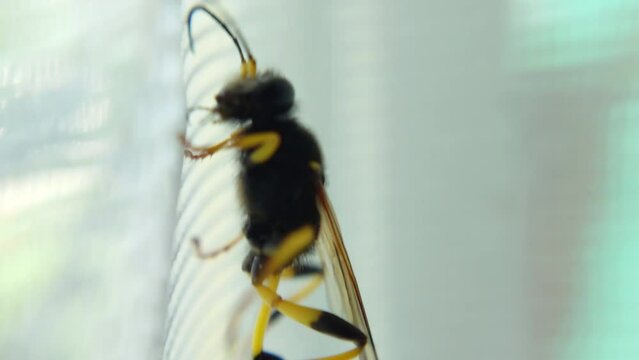 Yellow-legged mud wasp moves up the curtain