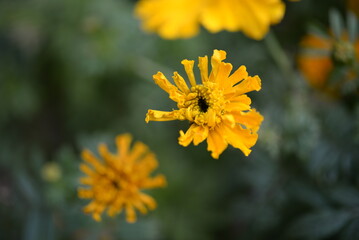 yellow-orange blackberry, marigolds close-up background, on a sunny day, blurred background, flower tagetes close-up on a green background on an autumn sunny day, orange marigold color, red flowers