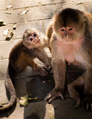 A female capuchin monkey and her baby monkey looking at camera