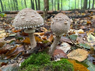 Pilz Pilze 