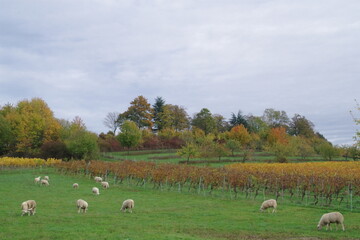 Herbstlandschaft