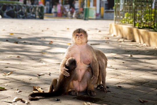 A mother monkey breastfeeding her baby monkey