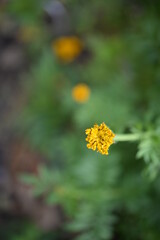 yellow-orange blackberry, marigolds close-up background, on a sunny day, blurred background, flower tagetes close-up on a green background on an autumn sunny day, orange marigold color, red flowers