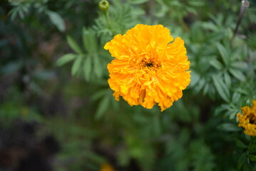 yellow-orange blackberry, marigolds close-up background, on a sunny day, blurred background, flower tagetes close-up on a green background on an autumn sunny day, orange marigold color, red flowers