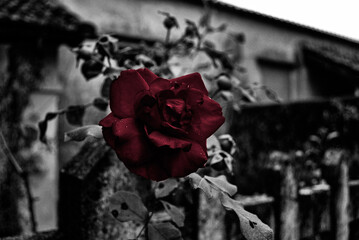 Red Rose