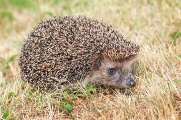 Naklejka na ściany i meble hedgehog on the grass.