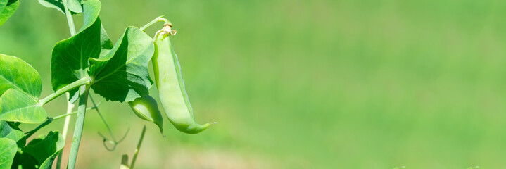Macro of growing peas in the field, Ripe fresh green peas in organic farm, Green peas hanging in...