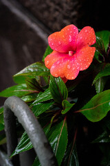 red flower with water drops