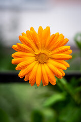 yellow flower with water drops