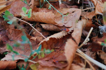 autumn iт пщдв