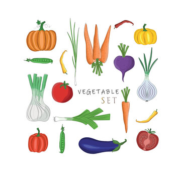 set of autumn vegetables isolated on white background, pumpkin, beet, onion, fennel, leek, peas, eggplant, set for autumn design