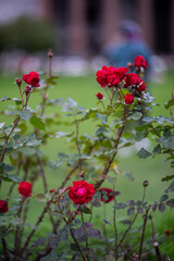 Red roses