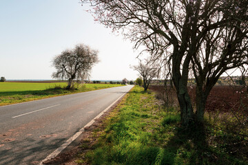 Fototapeta na wymiar N2 paved road through agricultural fields and blossoming trees next to Ervidel, municipality of Aljustrel, district of Beja, Alentejo, Portugal