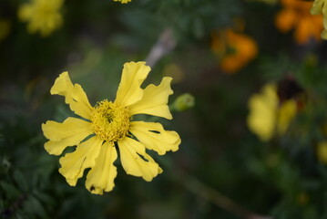 yellow-orange blackberry, marigolds close-up background, on a sunny day, blurred background, flower tagetes close-up on a green background on an autumn sunny day, orange marigold color, red flowers