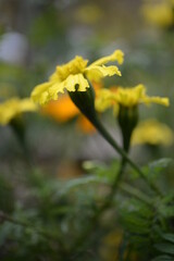 yellow-orange blackberry, marigolds close-up background, on a sunny day, blurred background, flower tagetes close-up on a green background on an autumn sunny day, orange marigold color, red flowers