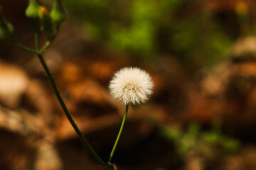 lonely dandelion in the garden
fluffy flower in a park
