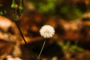 dandelion with sun above
dandelion alone in a garden
