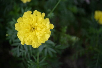 yellow-orange blackberry, marigolds close-up background, on a sunny day, blurred background, flower tagetes close-up on a green background on an autumn sunny day, orange marigold color, red flowers