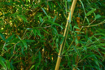 Lonely bamboo plant stem against big green plantation of tropical grove. Bright sunlight breaks through dense bamboo leaves closeup