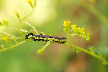 yellow caterpillar on a leaf