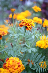 yellow-orange blackberry, marigolds close-up background, on a sunny day, blurred background, flower tagetes close-up on a green background on an autumn sunny day, orange marigold color, red flowers
