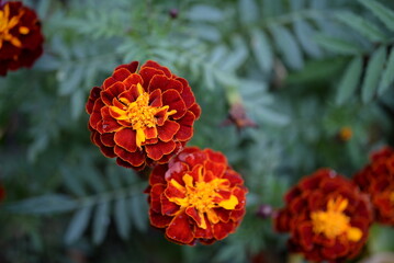 yellow-orange blackberry, marigolds close-up background, on a sunny day, blurred background, flower tagetes close-up on a green background on an autumn sunny day, orange marigold color, red flowers