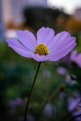 Obraz premium purple flower in the garden