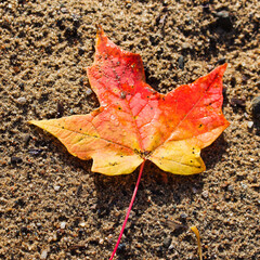 maple leaf on the ground