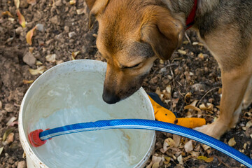 Brown dog drinks water from a white watering bucket filled with water by a watering hose
