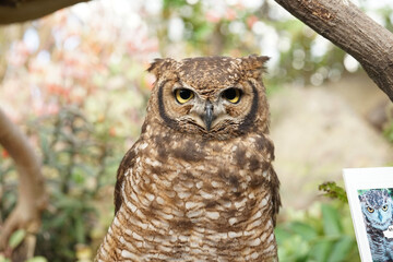 great horned owl