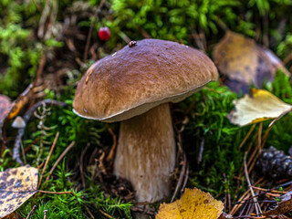 Light brown mushroom Boletus edulis grows among green moss and yellow fallen leaves
