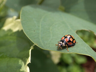 Ladybird