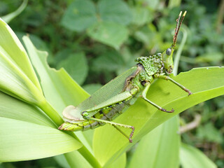 grasshopper on the grass