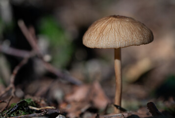 a small brown mushroom, with a slender stalk and a large cap, grows on the forest floor