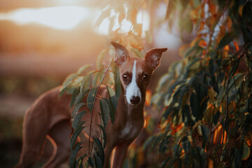 Rudy pies rasy whippet pozuje do zdjęcia o zachodzie słońca obok drzewa