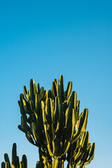 Detail of a cactus with late afternoon sunshine and blue sky in the background